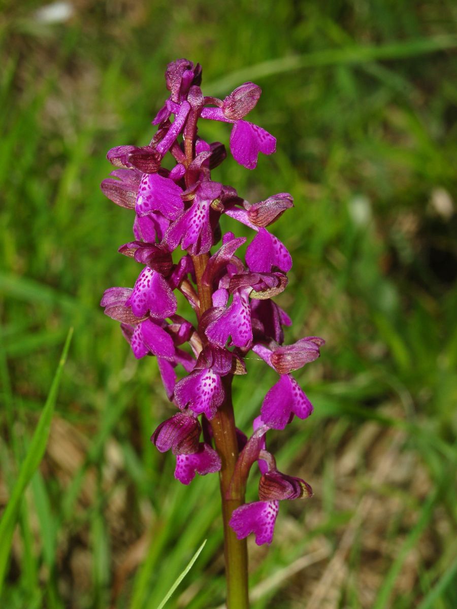 Orchis purpurea e O. morio